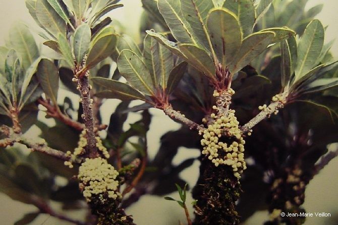 Pycnandra cylindricarpa — houseplant care guide