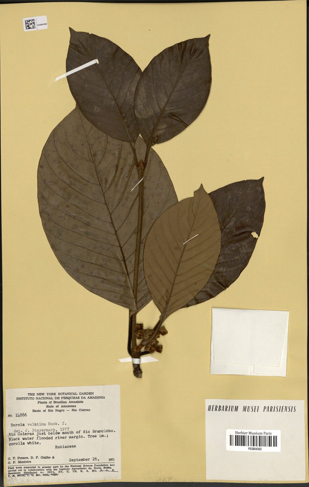 Duroia velutina — houseplant care guide