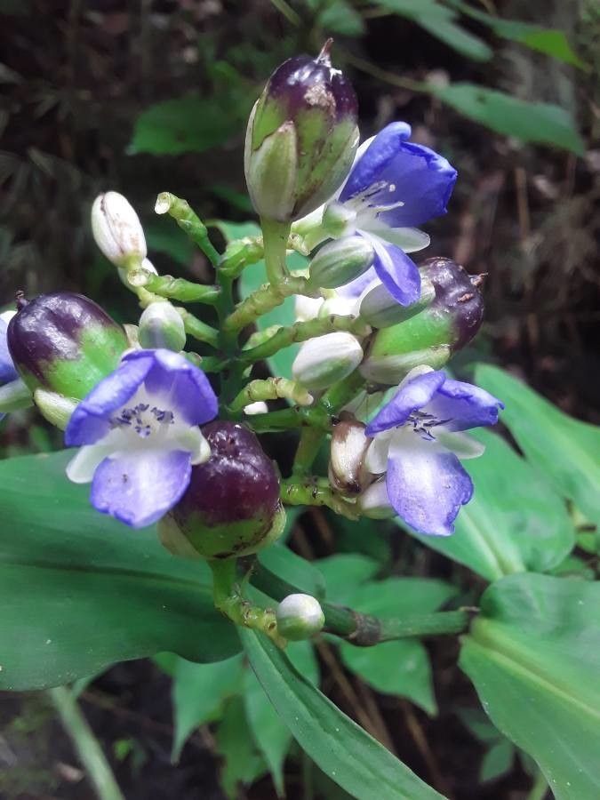 Dichorisandra amabilis flower