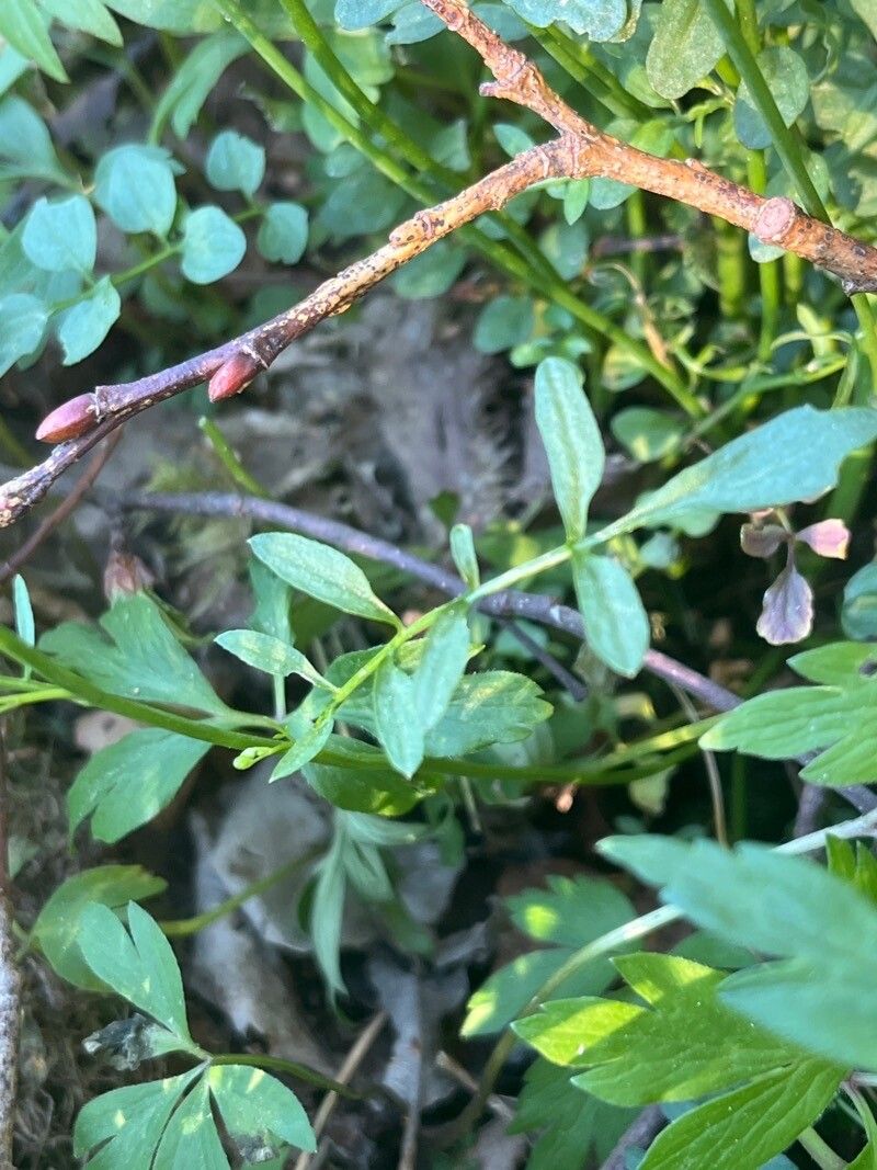Cardamine dentata — search result for 'Cardamine'