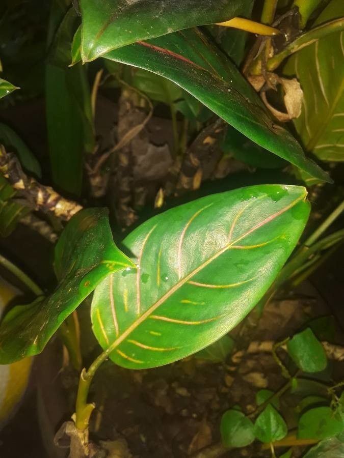 Aglaonema rotundum leaf