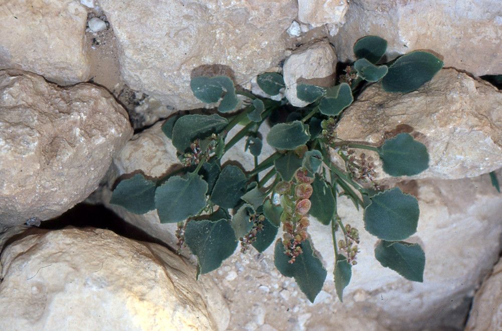 Rumex simpliciflorus habit