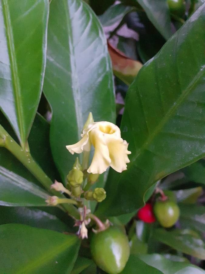 Tabernaemontana pachysiphon flower