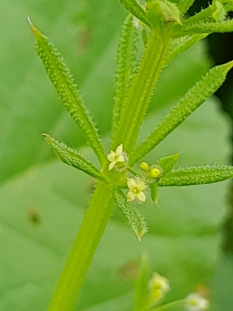 Galium spurium flower