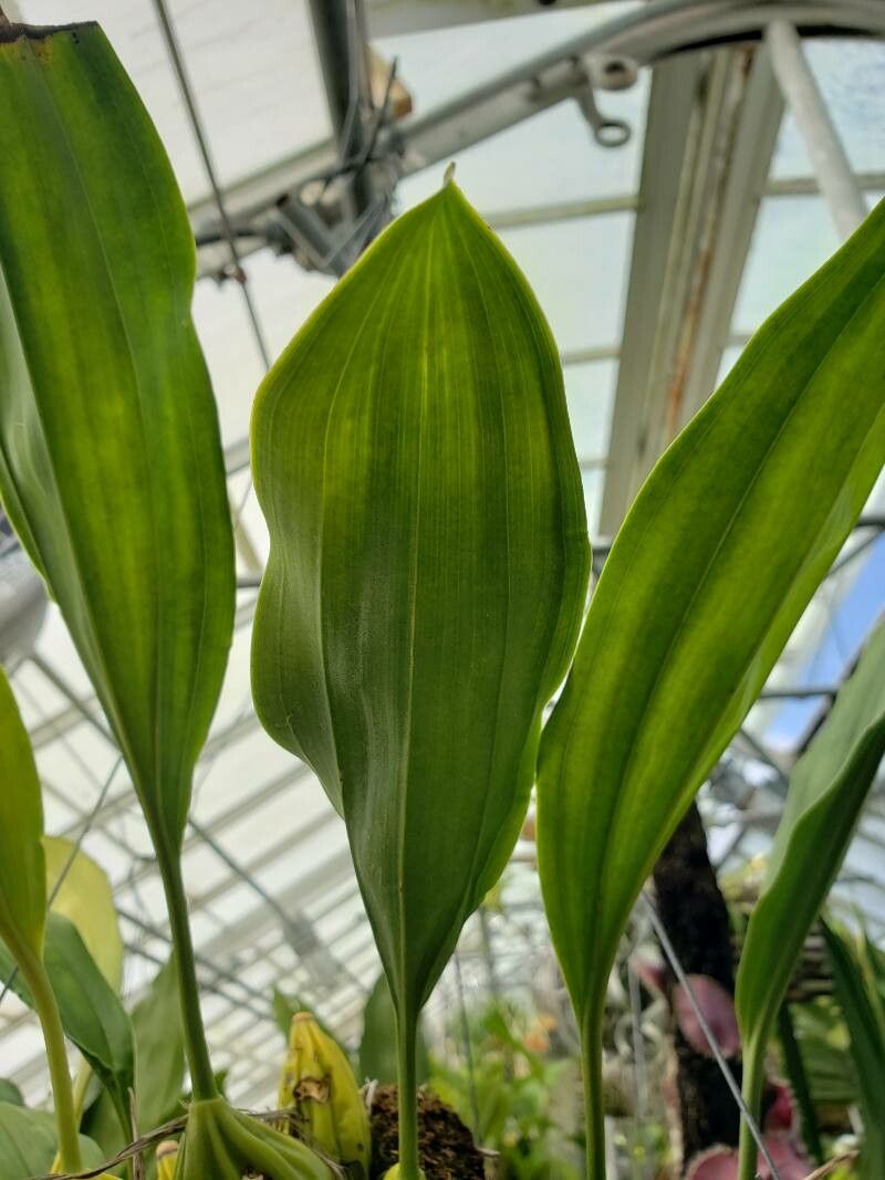 Stanhopea tigrina — search result for 'Orchidaceae'