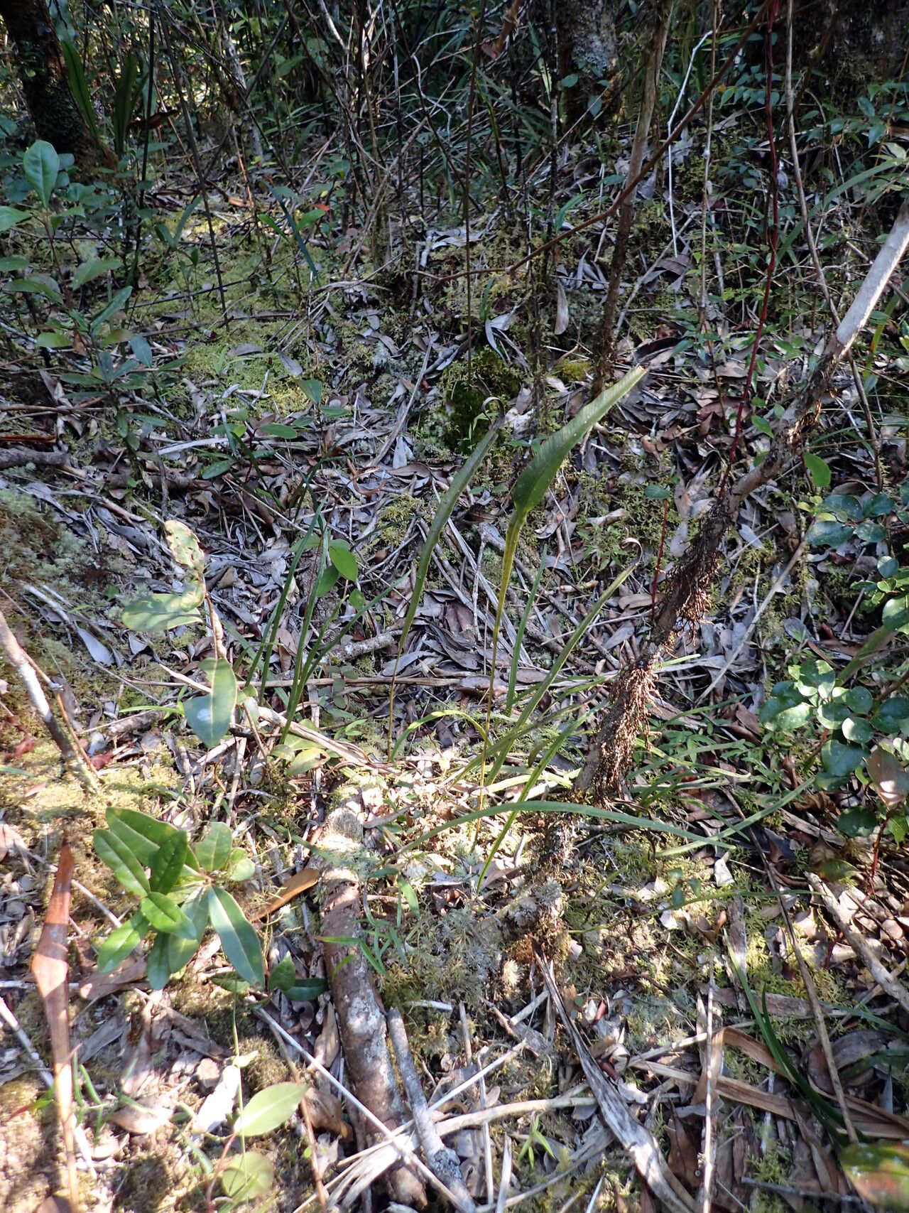 Elaphoglossum perangustum — houseplant care guide