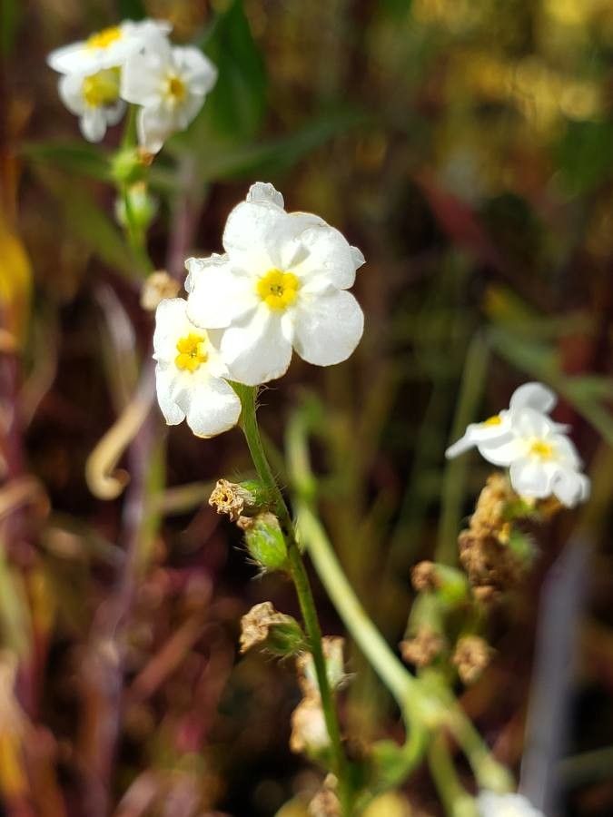 Plagiobothrys figuratus — houseplant care guide