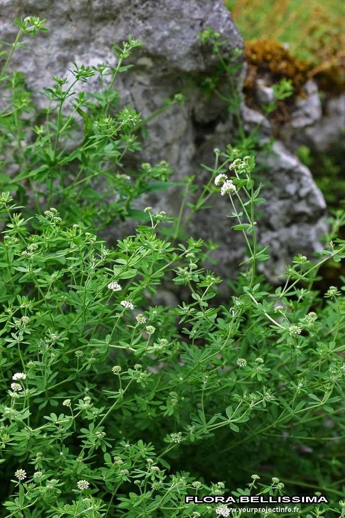 Dorycnium germanicum habit