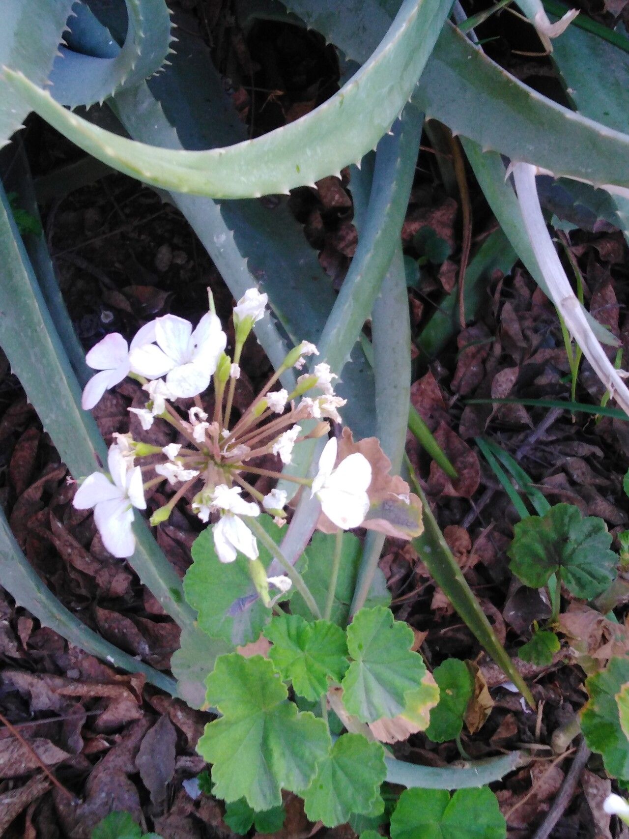 Begonia sericoneura leaf