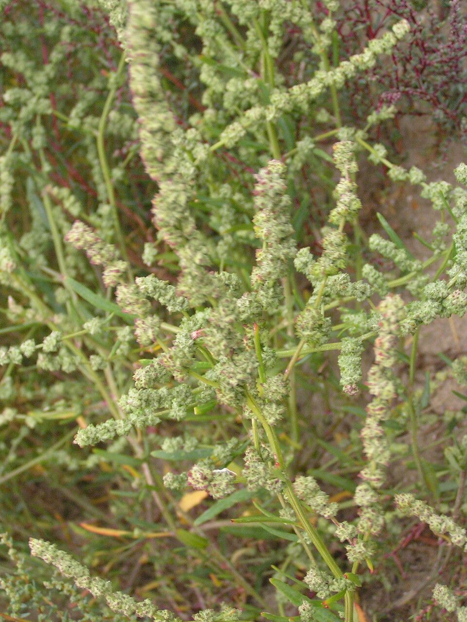 Atriplex littoralis flower