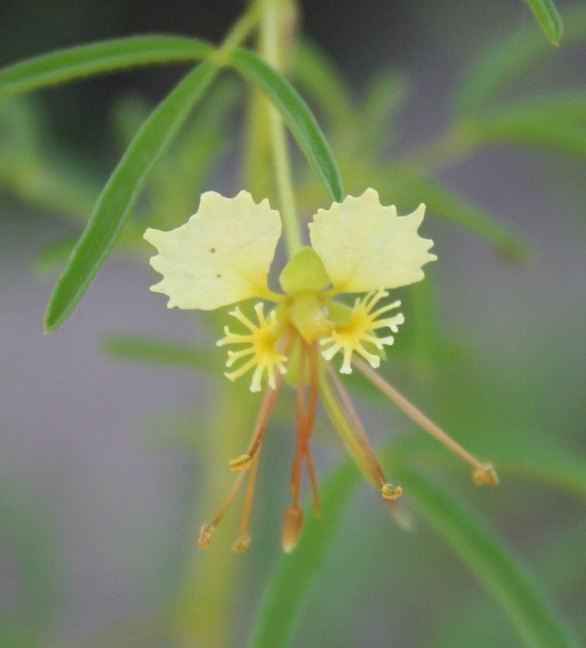 Cleome erosa flower