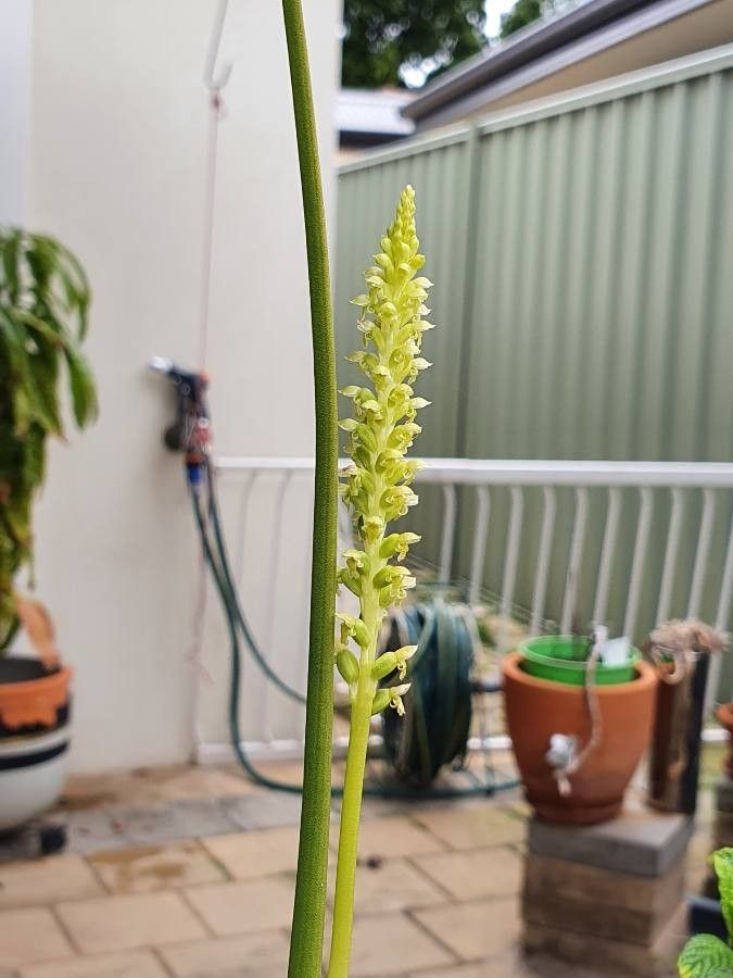 Microtis unifolia — houseplant care guide