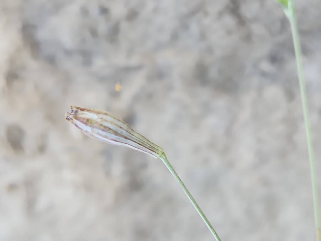 Silene chaetodonta fruit