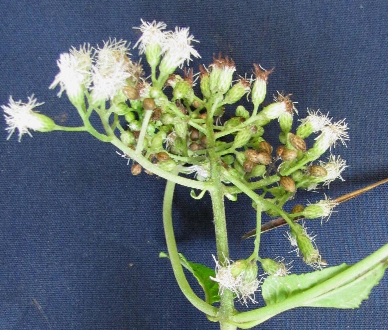 Ageratina pichinchensis other