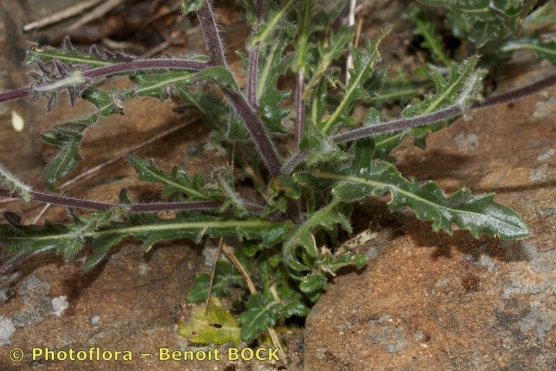 Biscutella sclerocarpa habit
