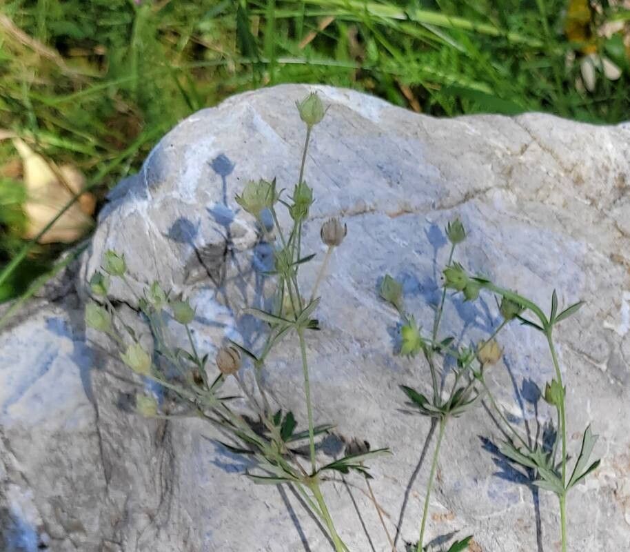 Potentilla virgata fruit
