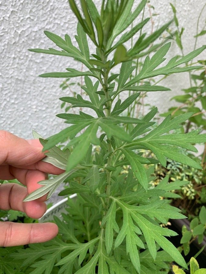 Artemisia tilesii leaf