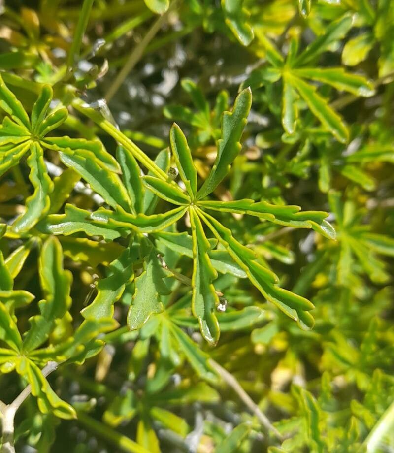 Argylia bustillosii — related species from the same genus