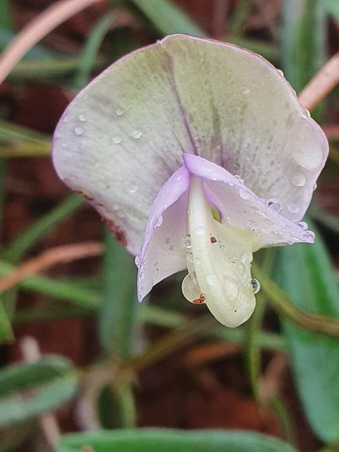 Vigna friesiorum flower