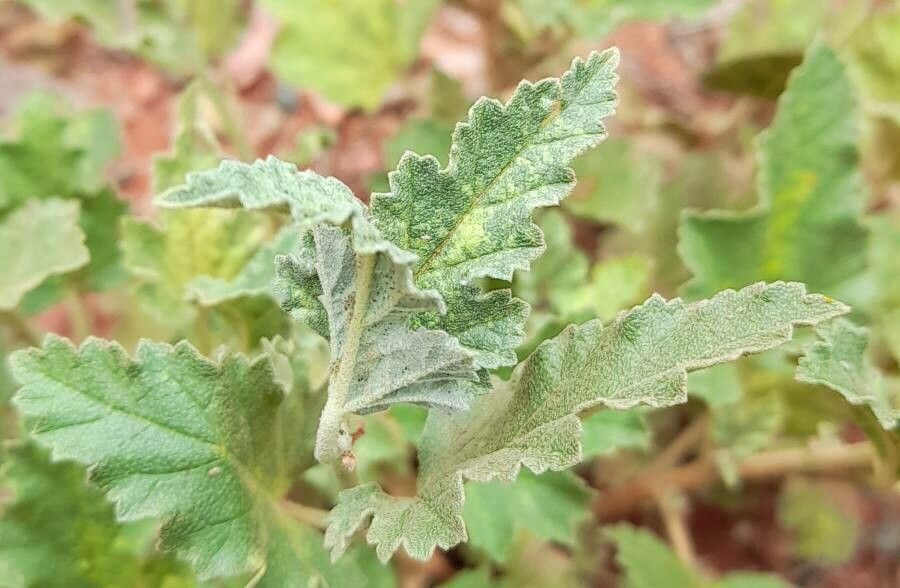 Sphaeralcea brevipes — related species from the same genus