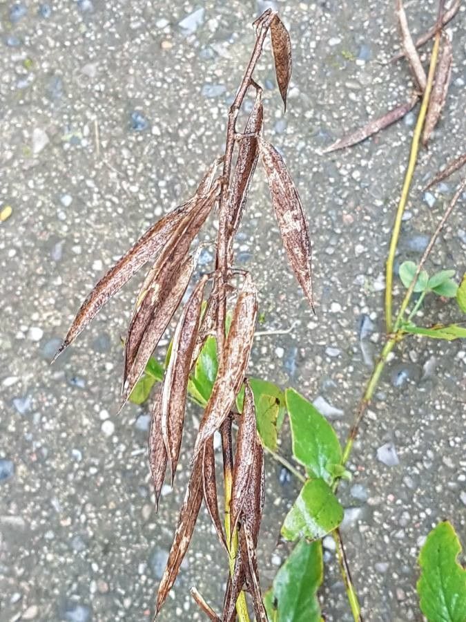 Galega orientalis fruit