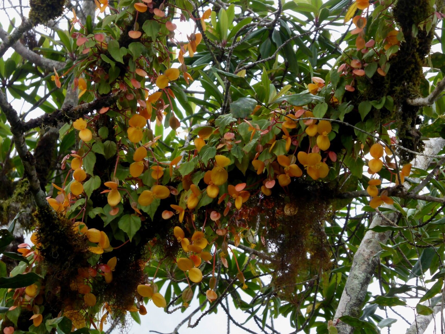 Begonia thomeana habit
