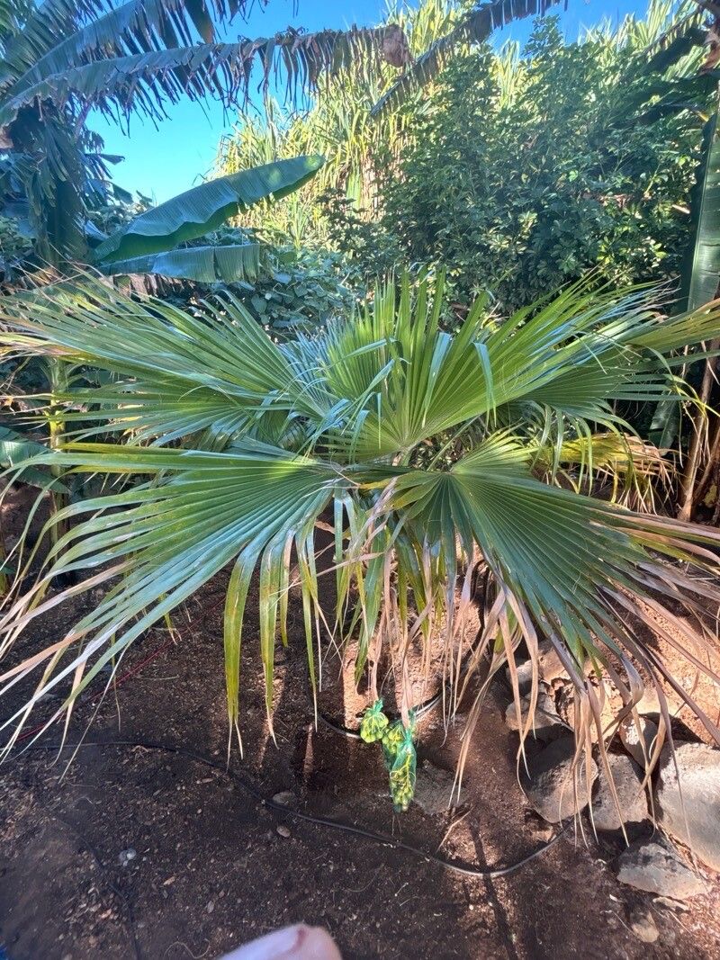 Pritchardia lowreyana — related species from the same genus