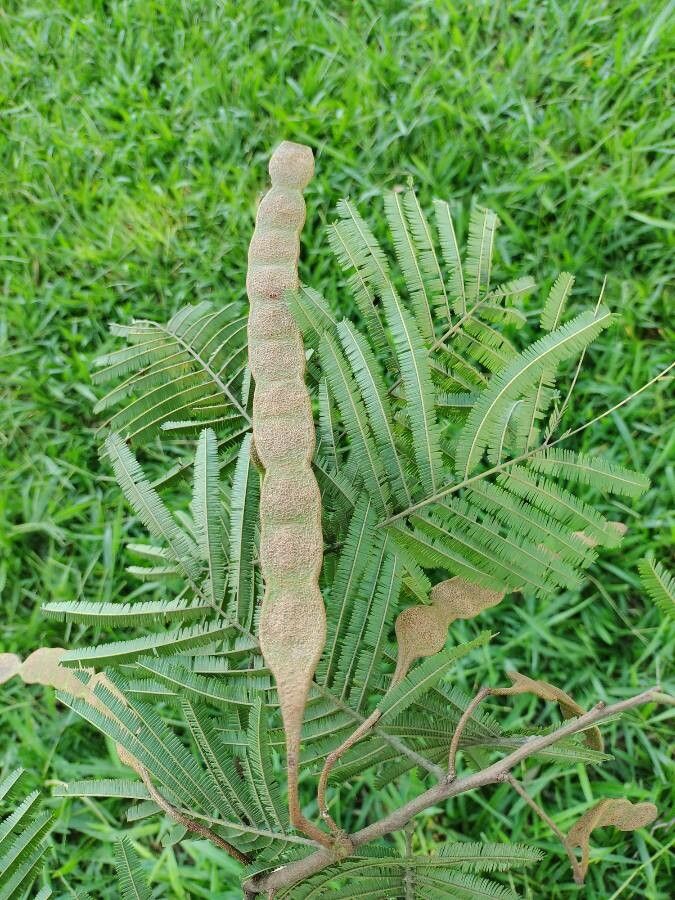Anadenanthera peregrina fruit