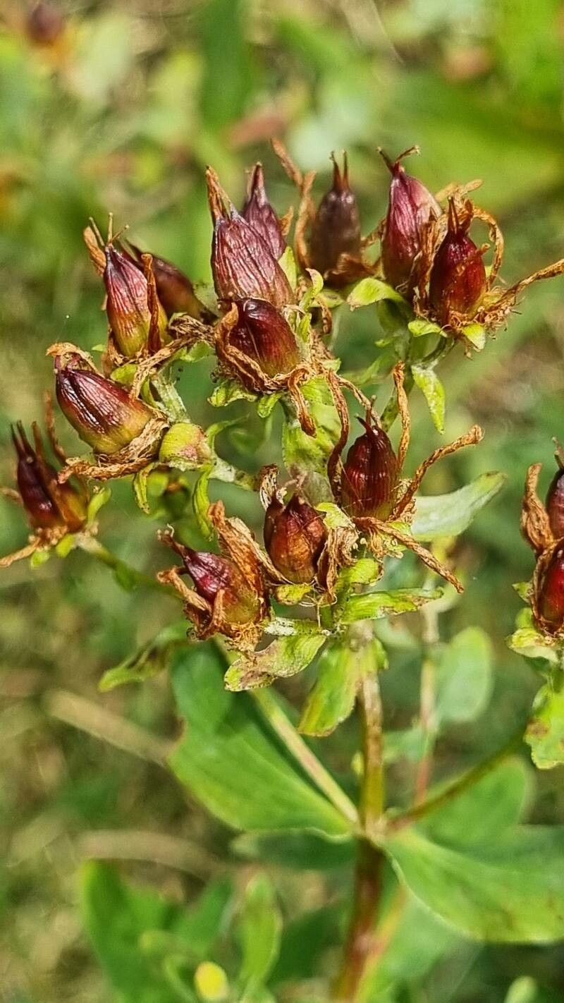 Hypericum maculatum fruit