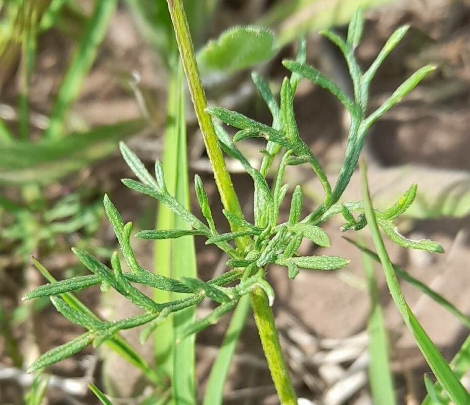 Glandularia aristigera leaf