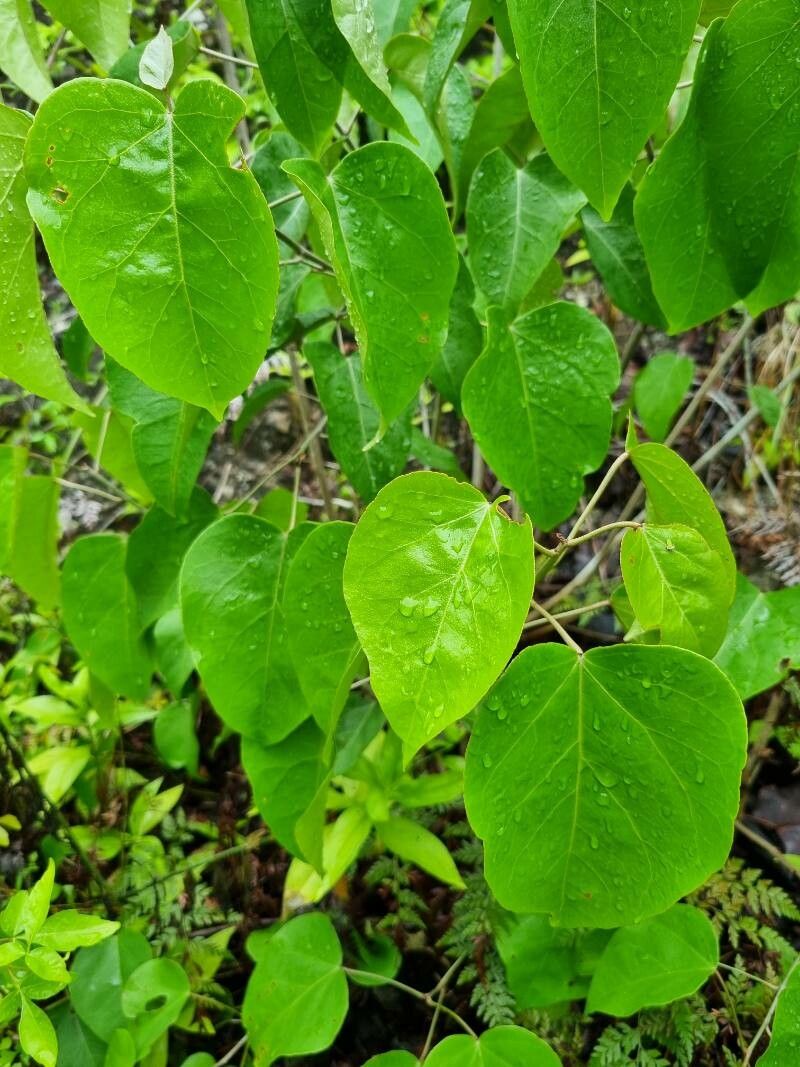 Croton arboreus — houseplant care guide