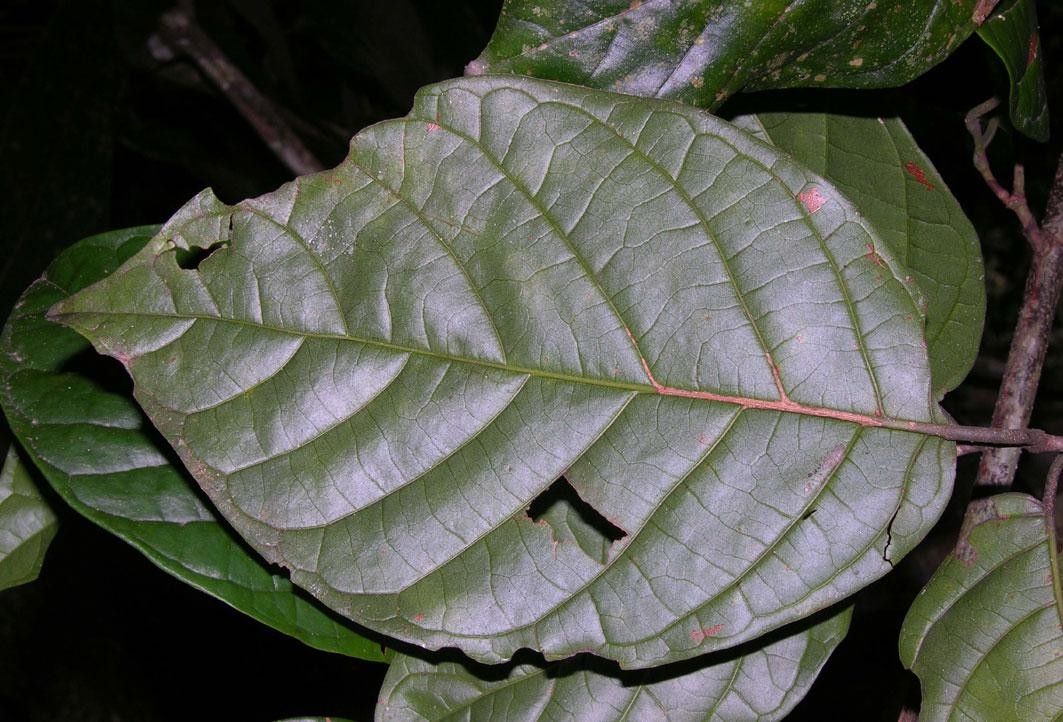 Coccoloba excelsa — houseplant care guide