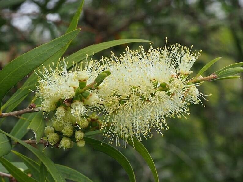 Melaleuca lophantha flower