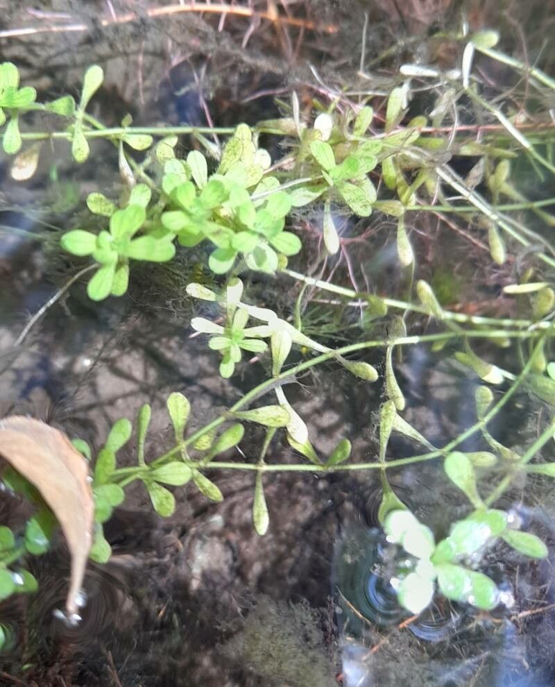 Callitriche lechleri habit