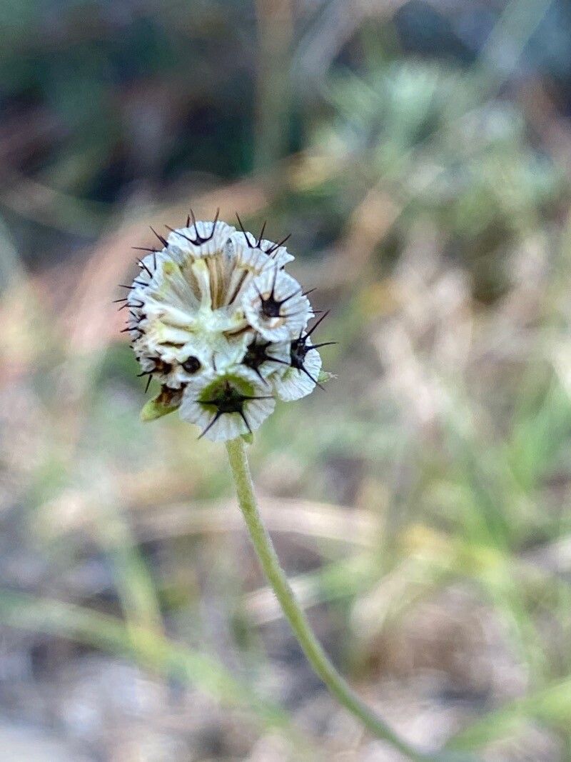 Scabiosa triandra fruit