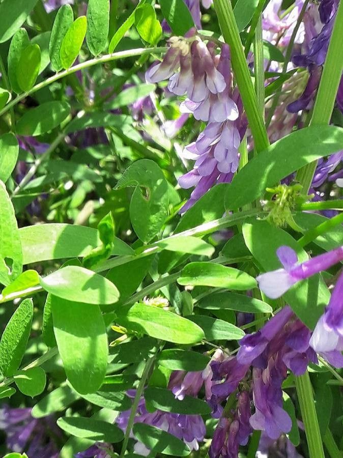 Vicia villosa