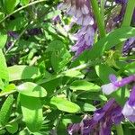 Vicia villosa