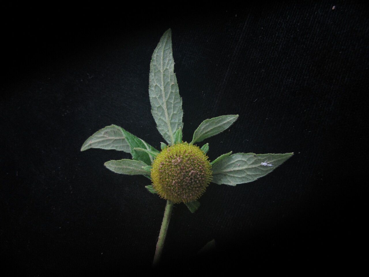 Carpesium nepalense — related species from the same genus