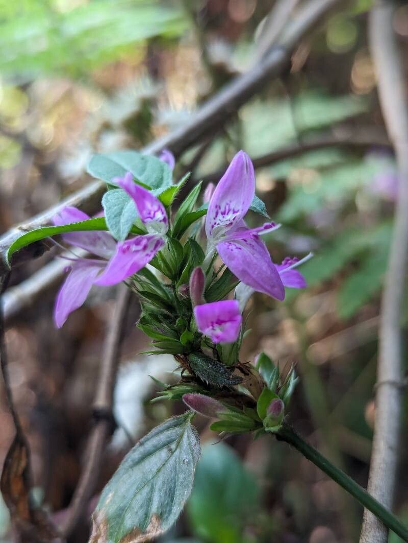 Dicliptera bupleuroides flower