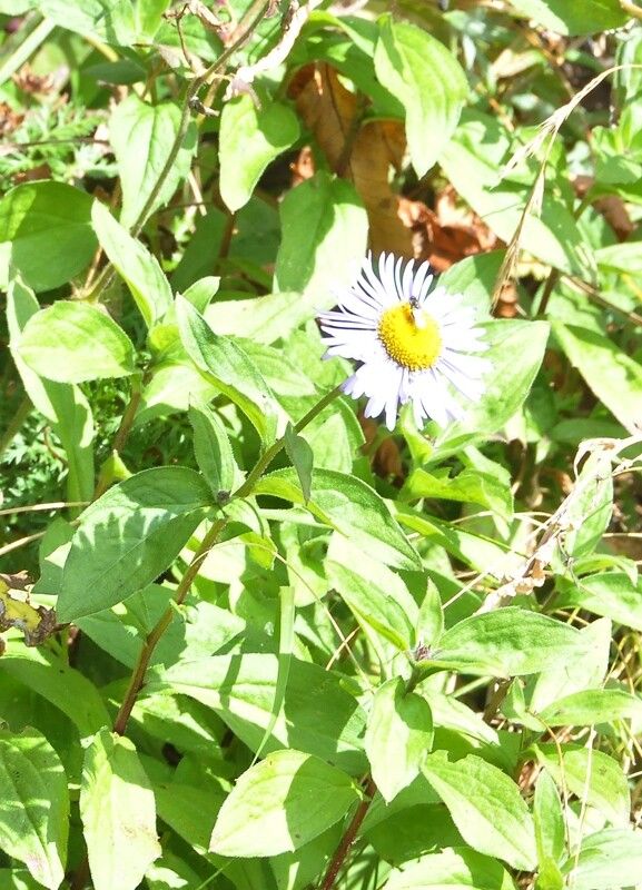 Aster thomsonii — houseplant care guide