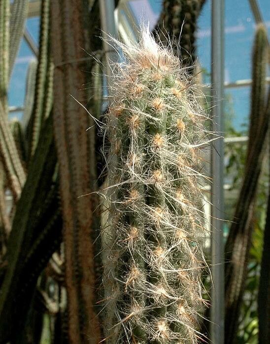 Oreocereus hempelianus habit