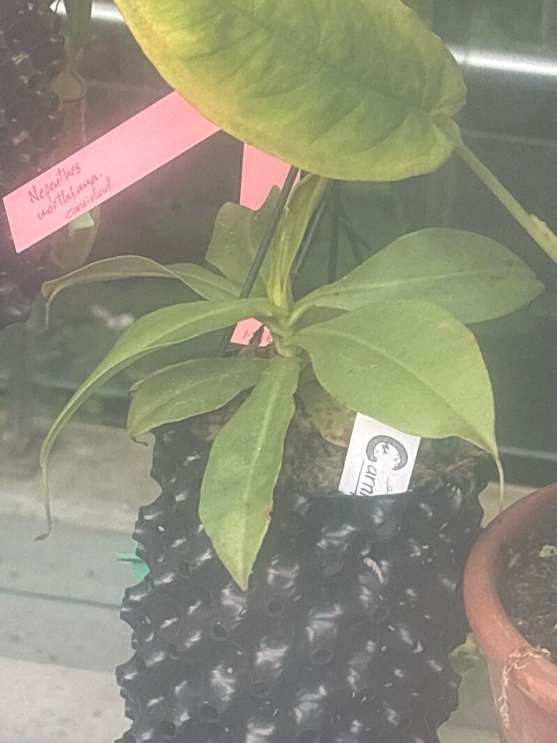 Nepenthes northiana — search result for 'Nepenthes'