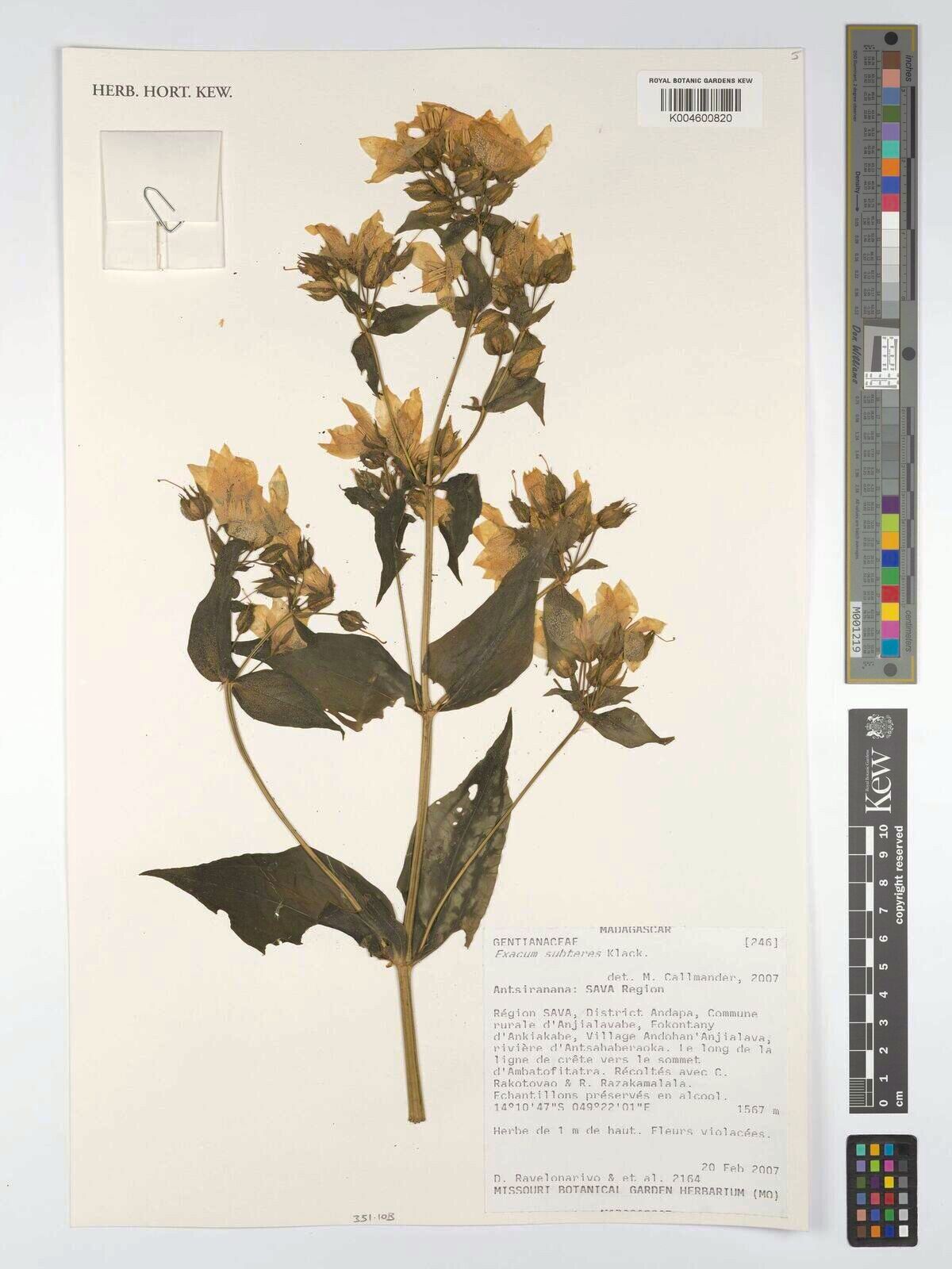 Exacum subteres — houseplant care guide