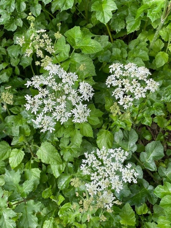 Heracleum alpinum flower