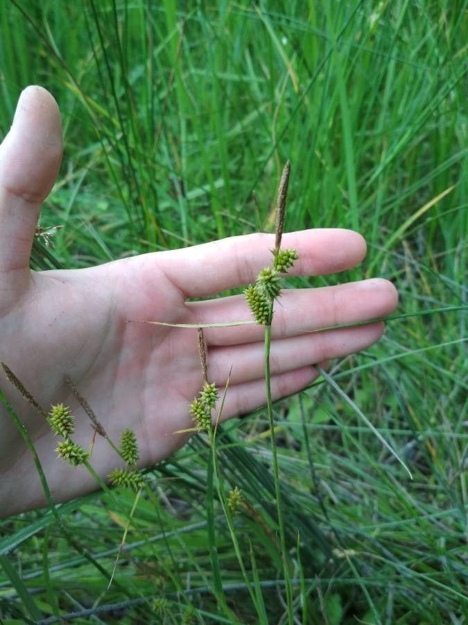 Carex mairei fruit