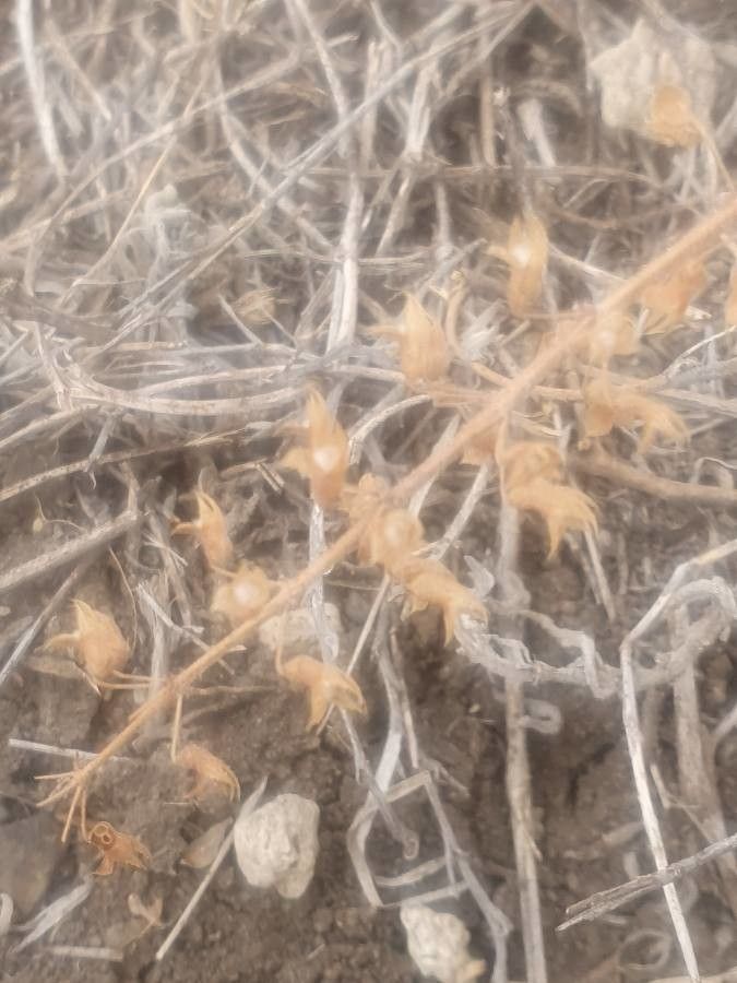 Plectranthus xylopodus fruit