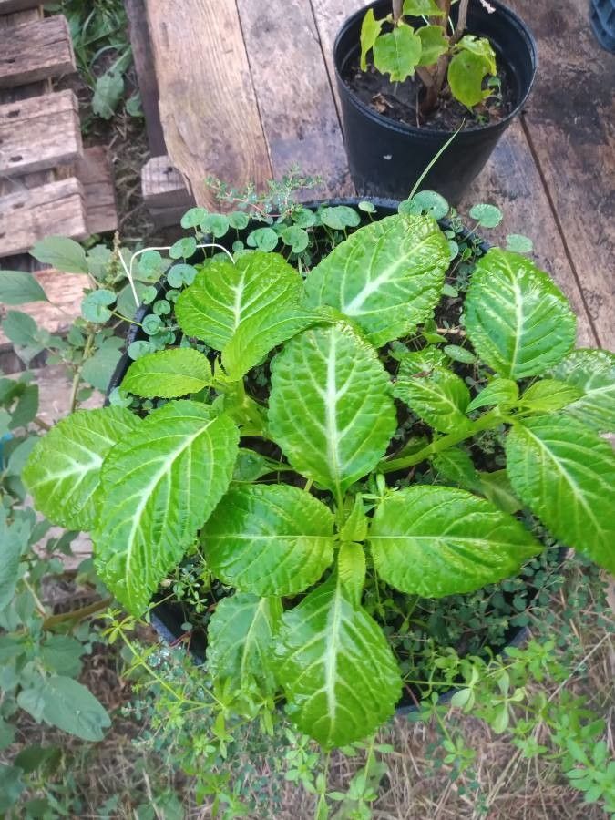 Salvia divinorum leaf