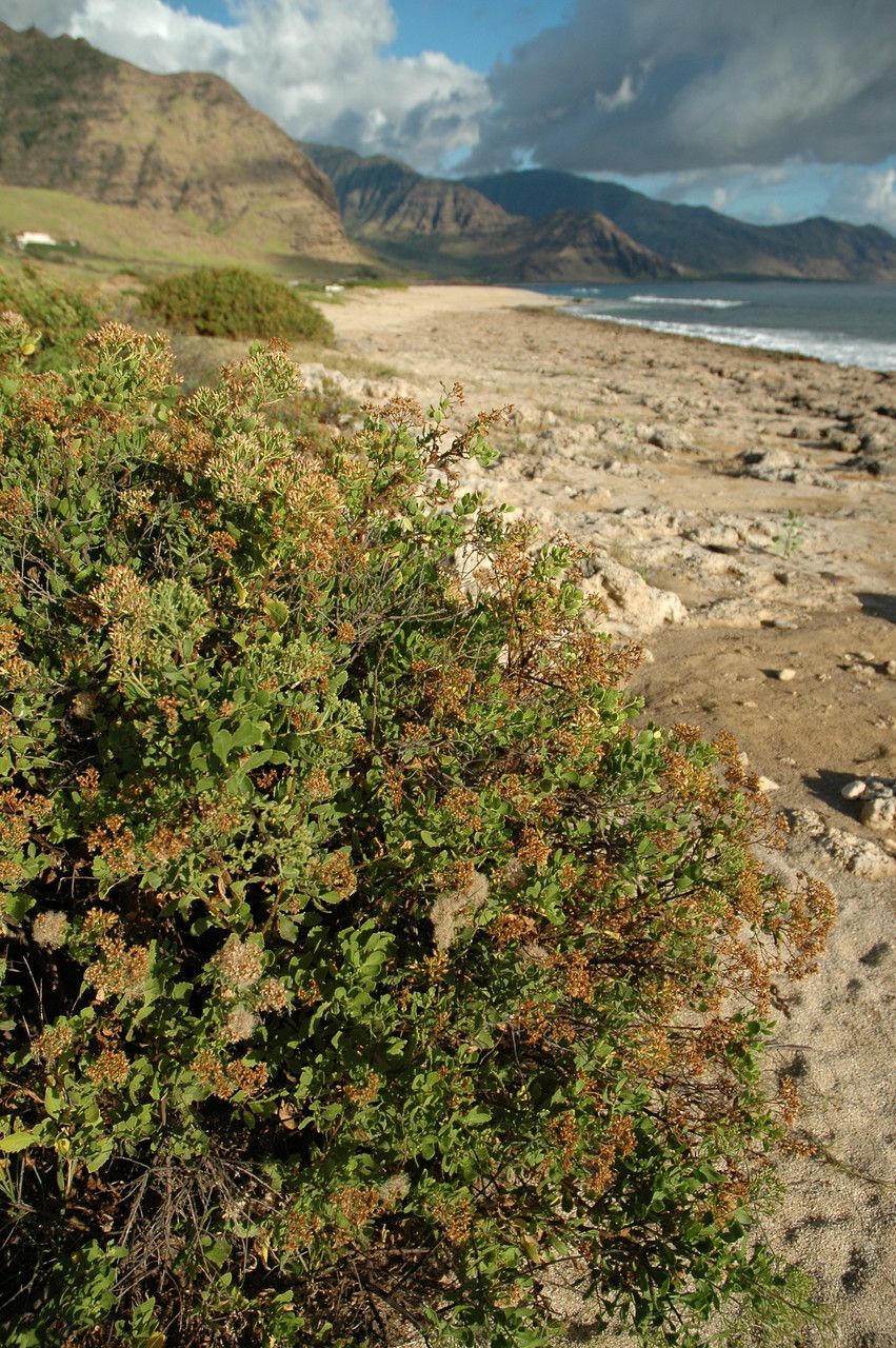 Pluchea indica habit