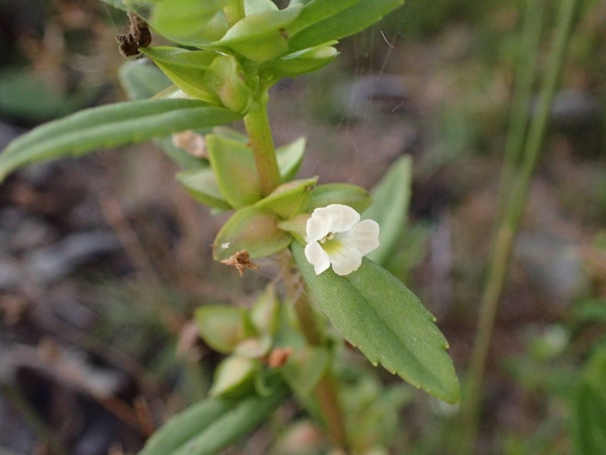 Bacopa crenata flower