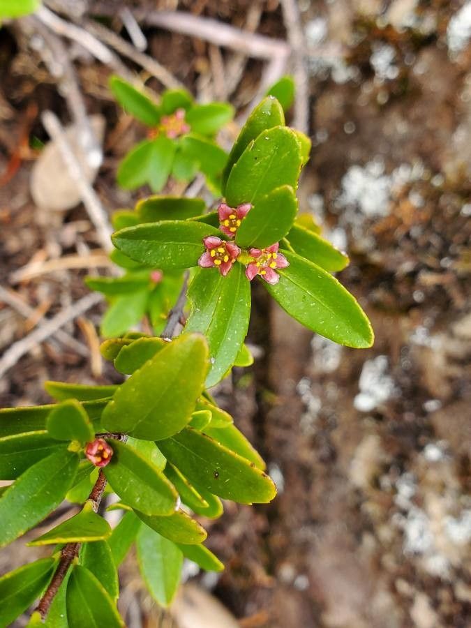 Paxistima myrsinites flower